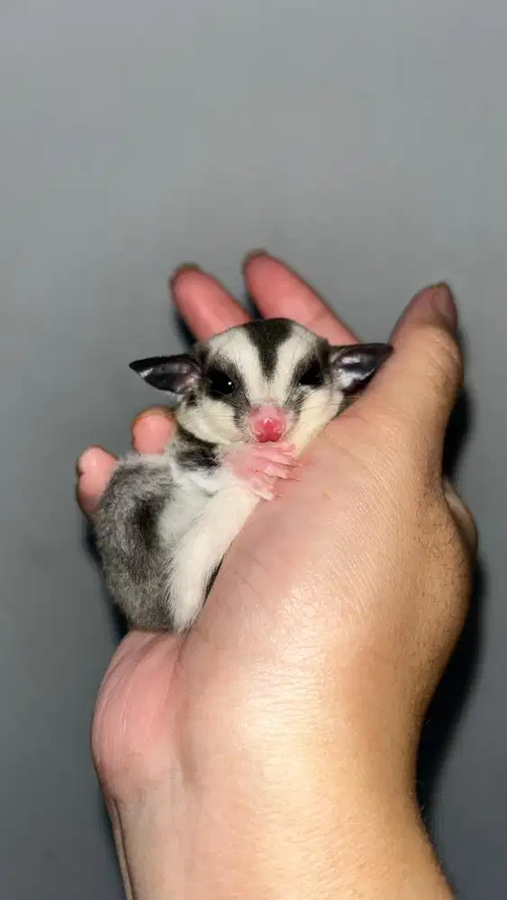 Joey Sugar Glider Mozaik Het Leu Jantan