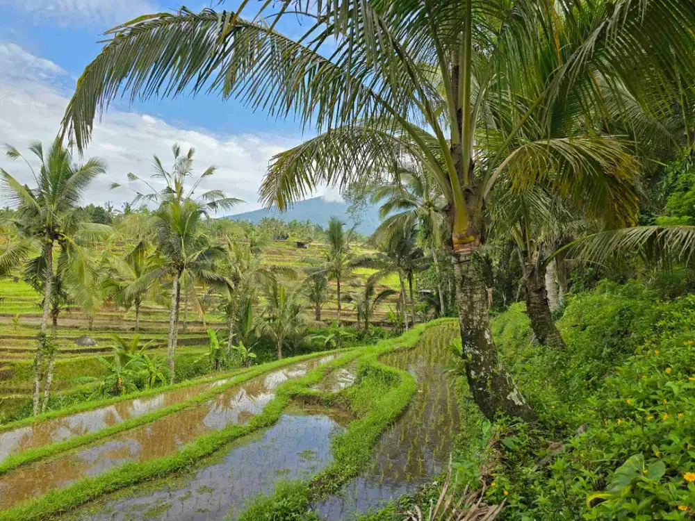Dijual tanah view sawah gunung di tabanan bali