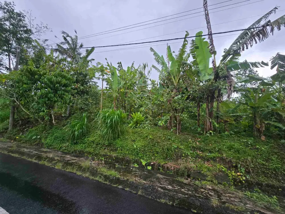 DIJUAL TANAH DATAR JAMBU KRISTAL DI TABANAN BALI