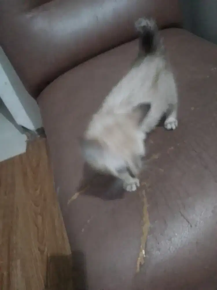 Kucing Himalaya Kitten/Anakan Blue Eyes