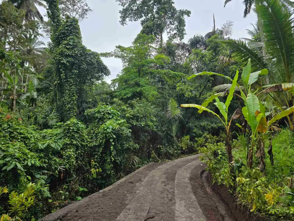Dujual kebun durian manggus murah di tabanan balj