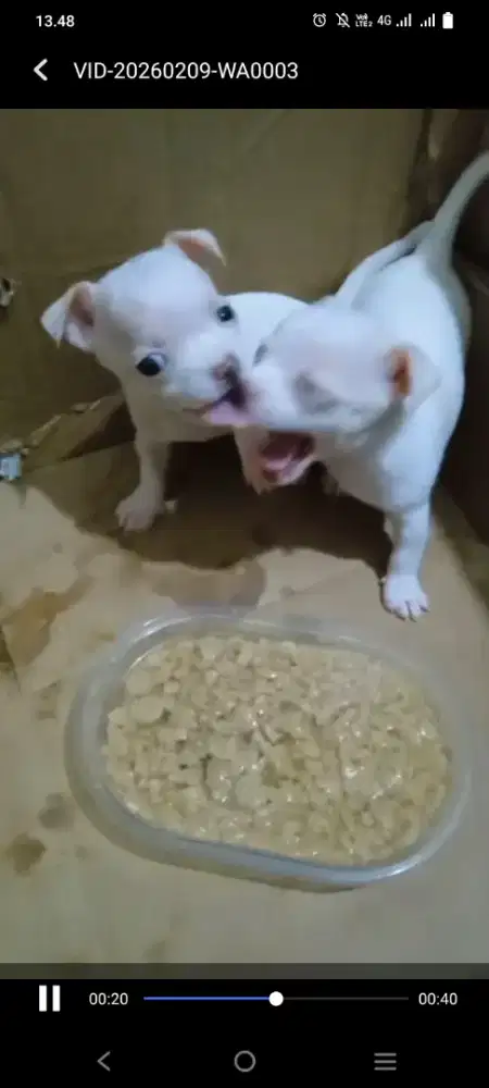 Chihuahua 2 female borongan