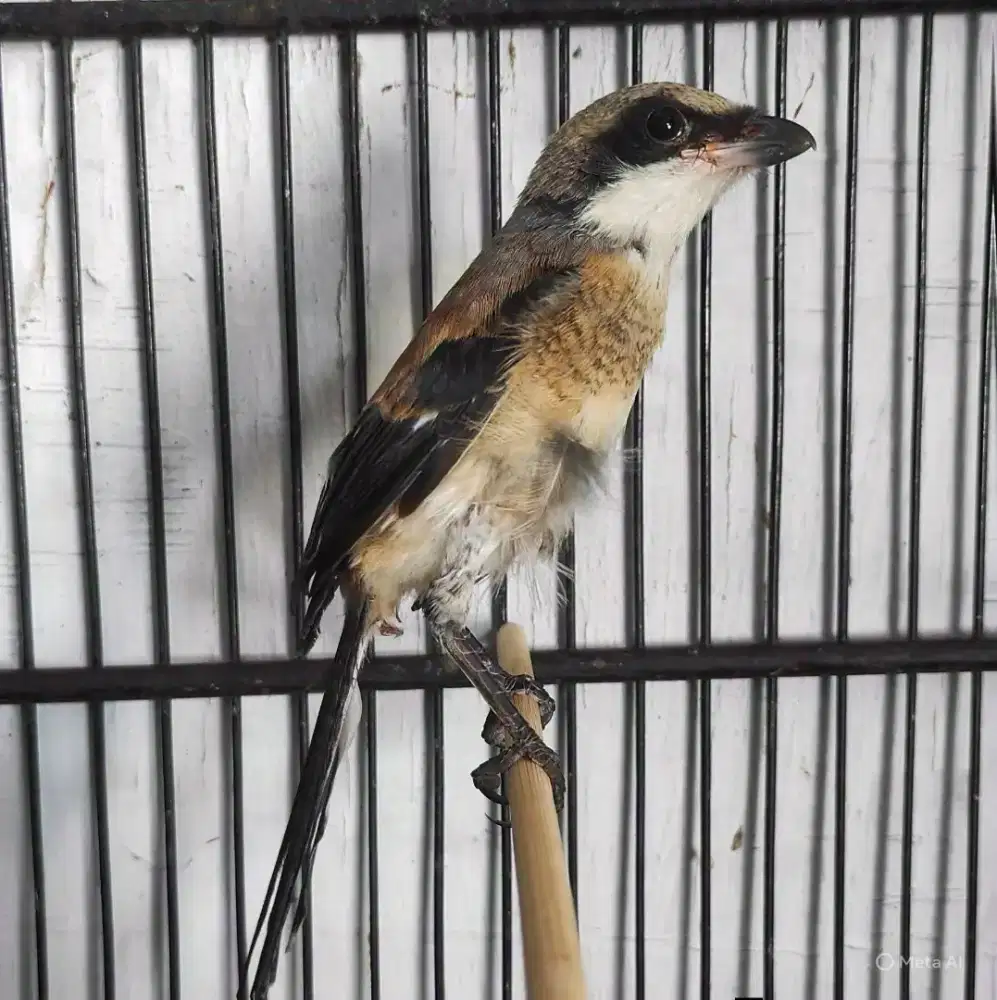 cendet gondrong Madura