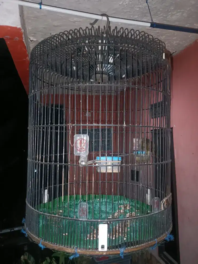 trukcuk kandang murai no 2