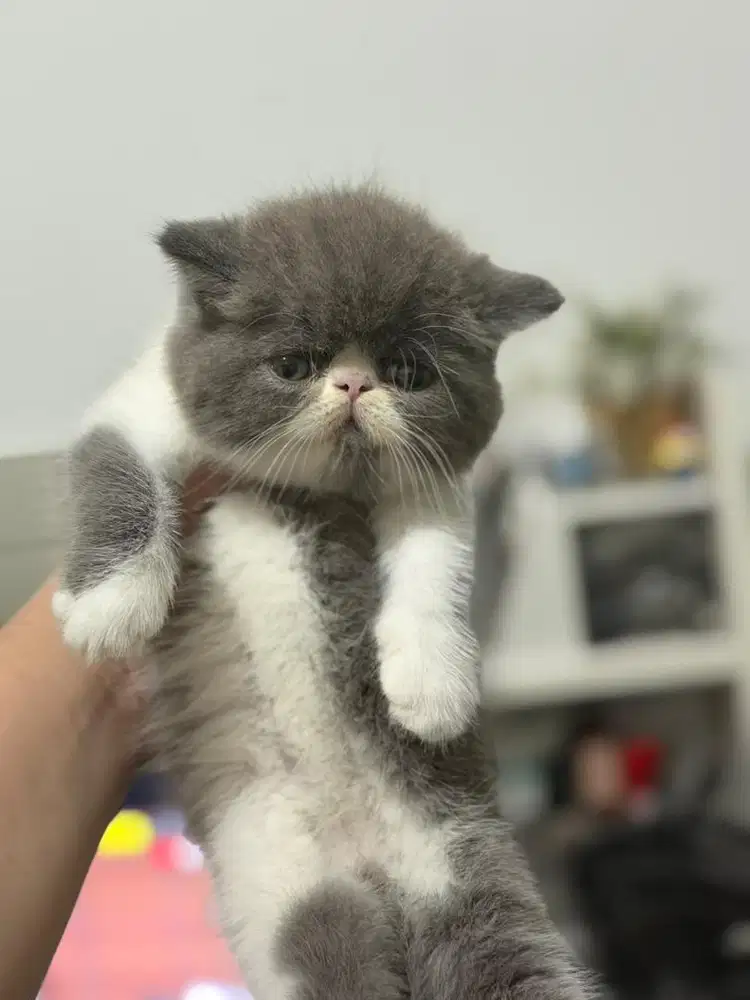Kucing BSH x Exotic Shorthair peak Kitten
