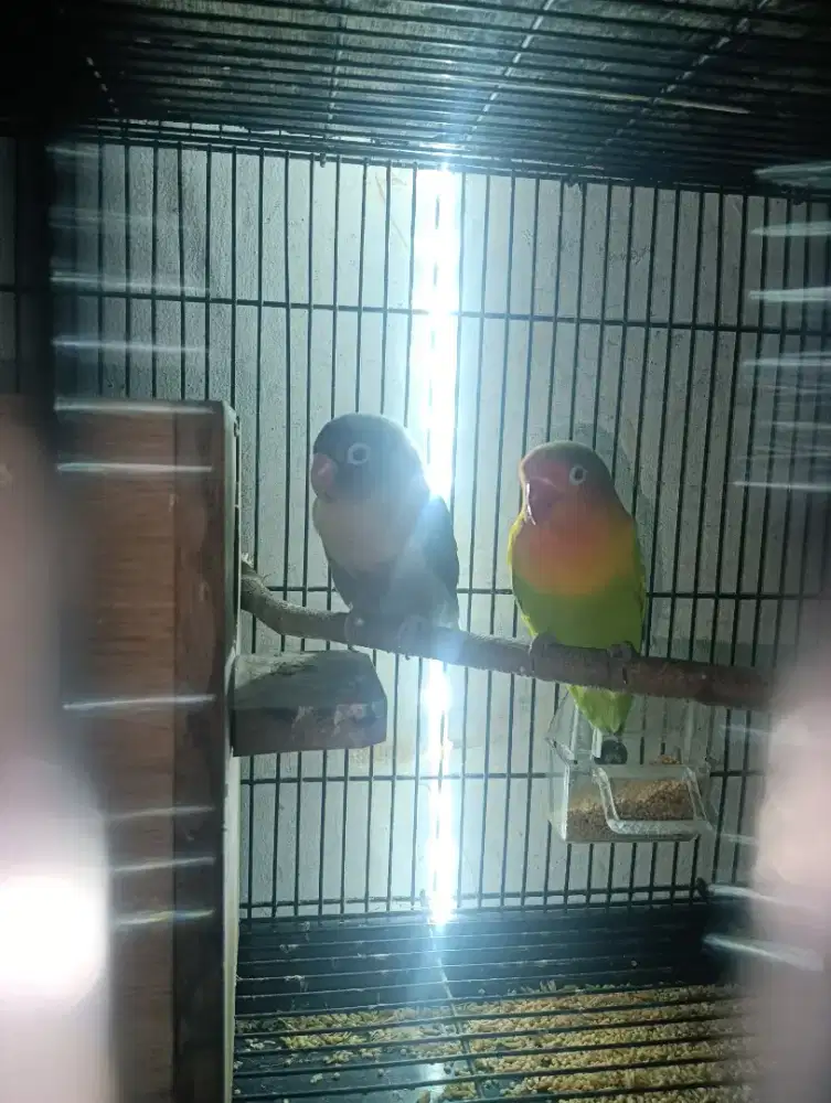 lovebird batman dan josan produksi