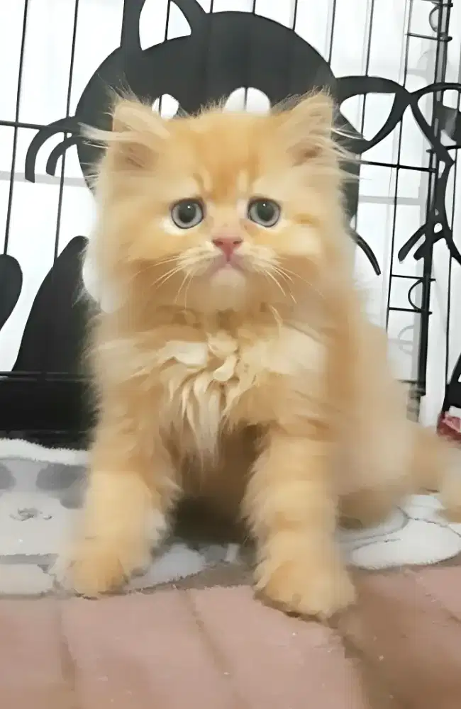 Kucing persia flatnose Jantan