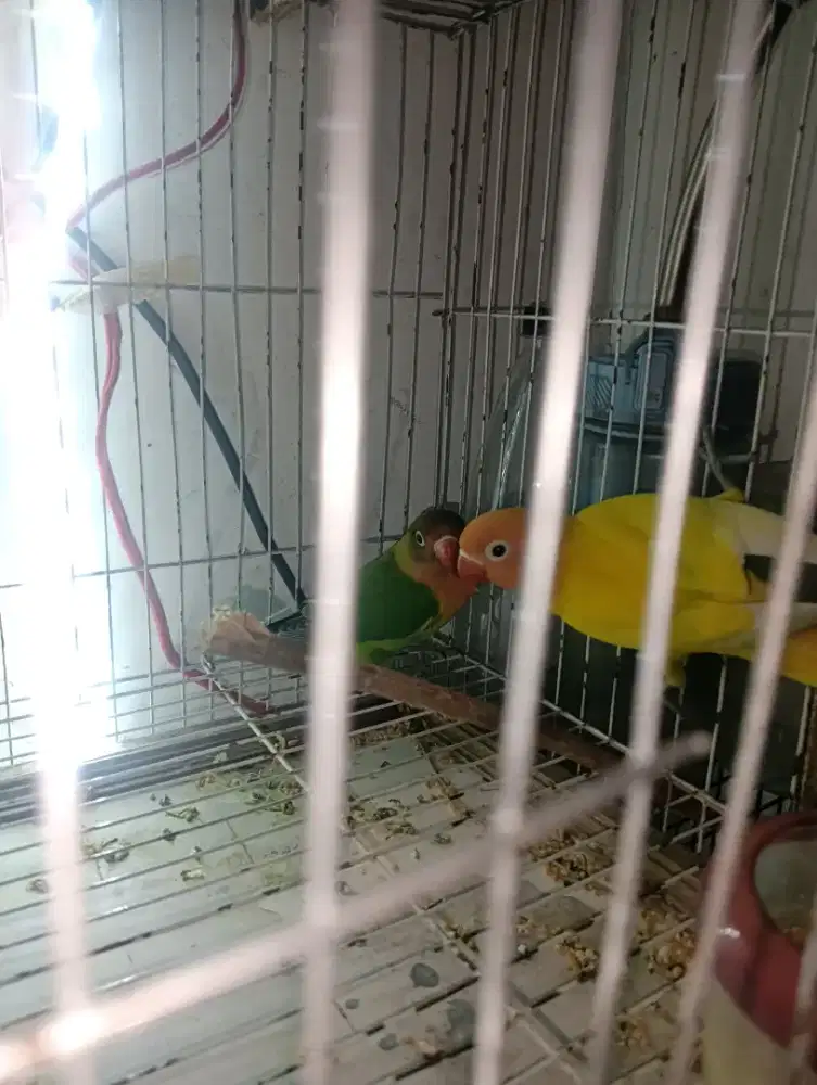 lovebird jodohan