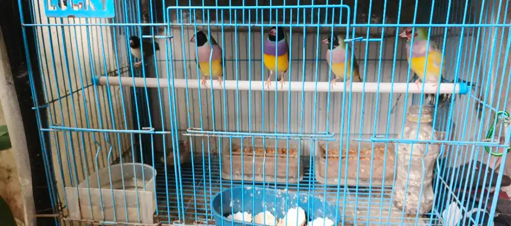 Dijual 3 Pasang Burung Gold Amadine Pelangi