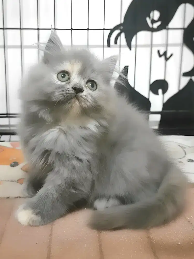 Persia flatnose betina