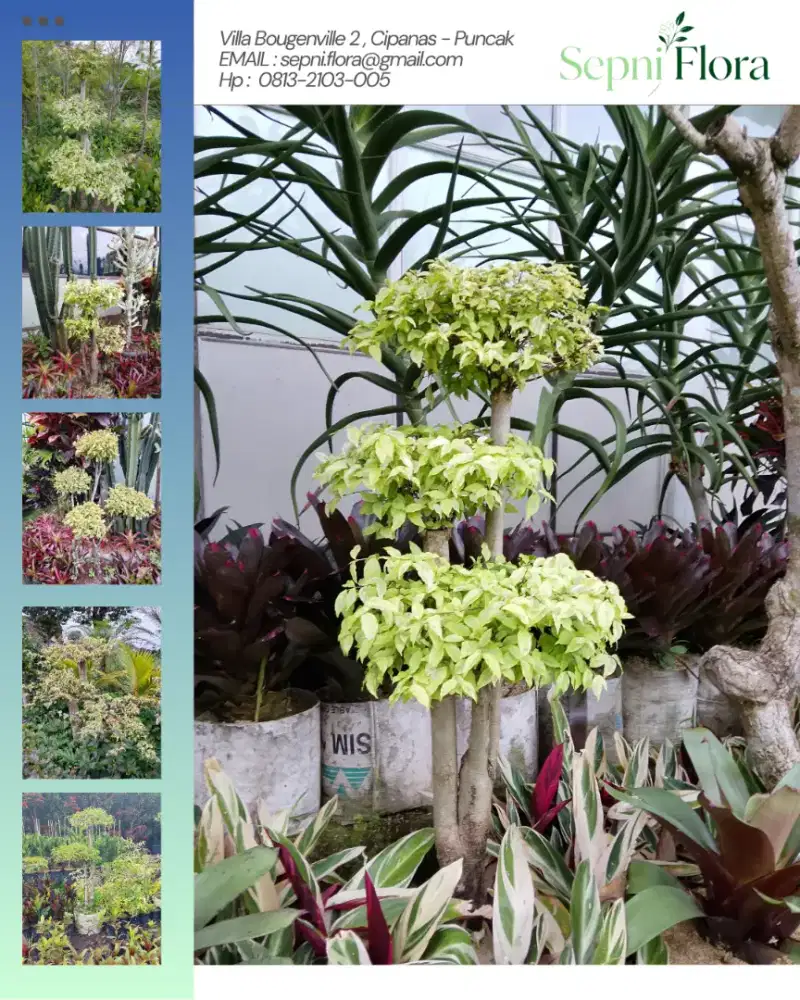 Jual Tanaman Anting Putri