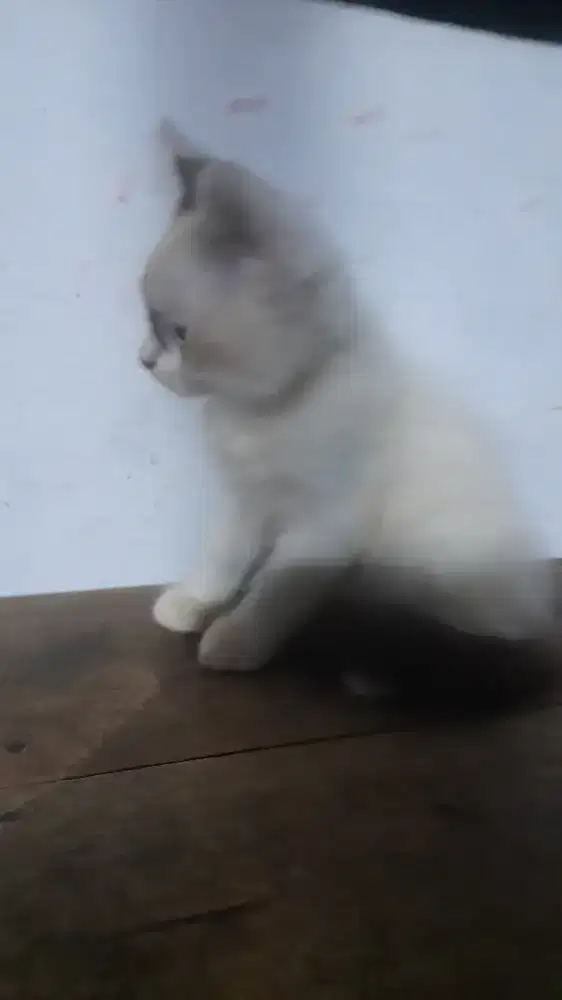 Anakan kucing anggora