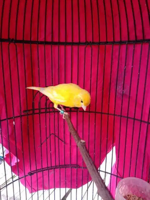 Kenai extrajoss gacor bungkuk