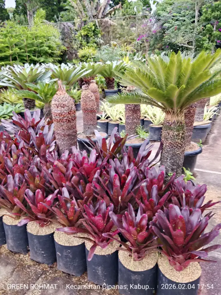 Tanaman Bromelia Mawar