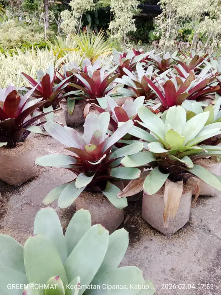 Tanaman Bromelia Gaint