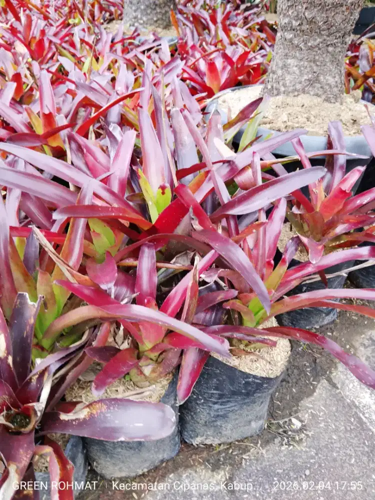 Tanaman Bromelia Mawar Mini