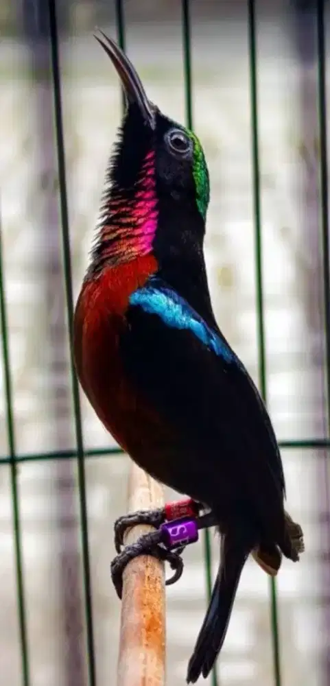 Jual burung konin natuna damer gacor fullset