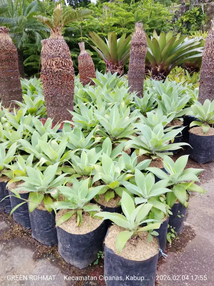 Tanaman Siklok Hijau