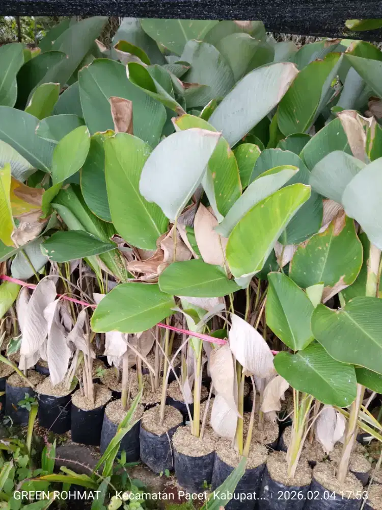 Tanaman Pisang Calathea