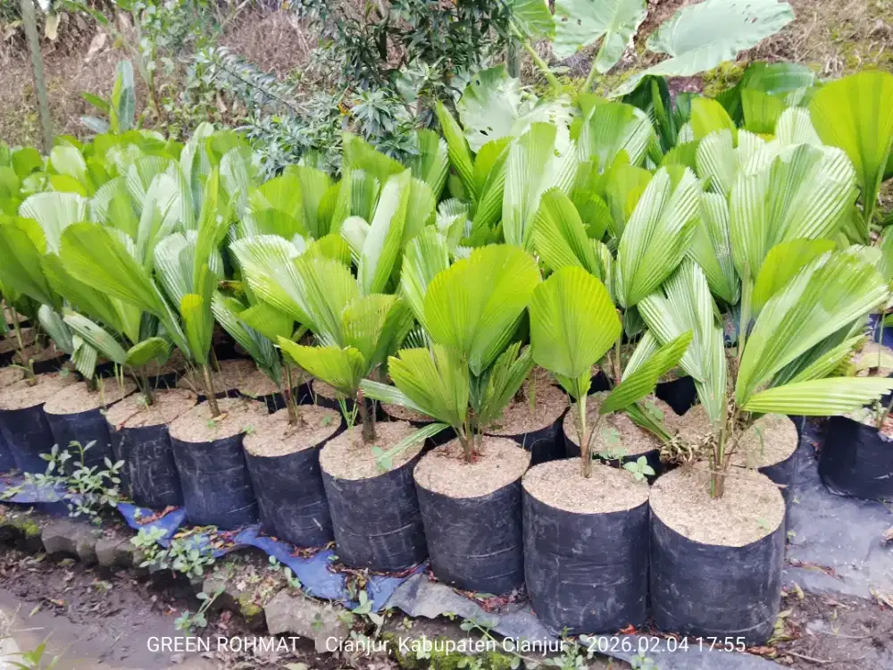 Jual Tanaman Palem Kol