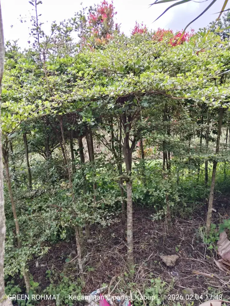 Jual Tanaman Ketapang Kencana ( Harga Nego )