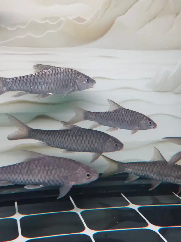 Ikan jurung / mahseerr jambi