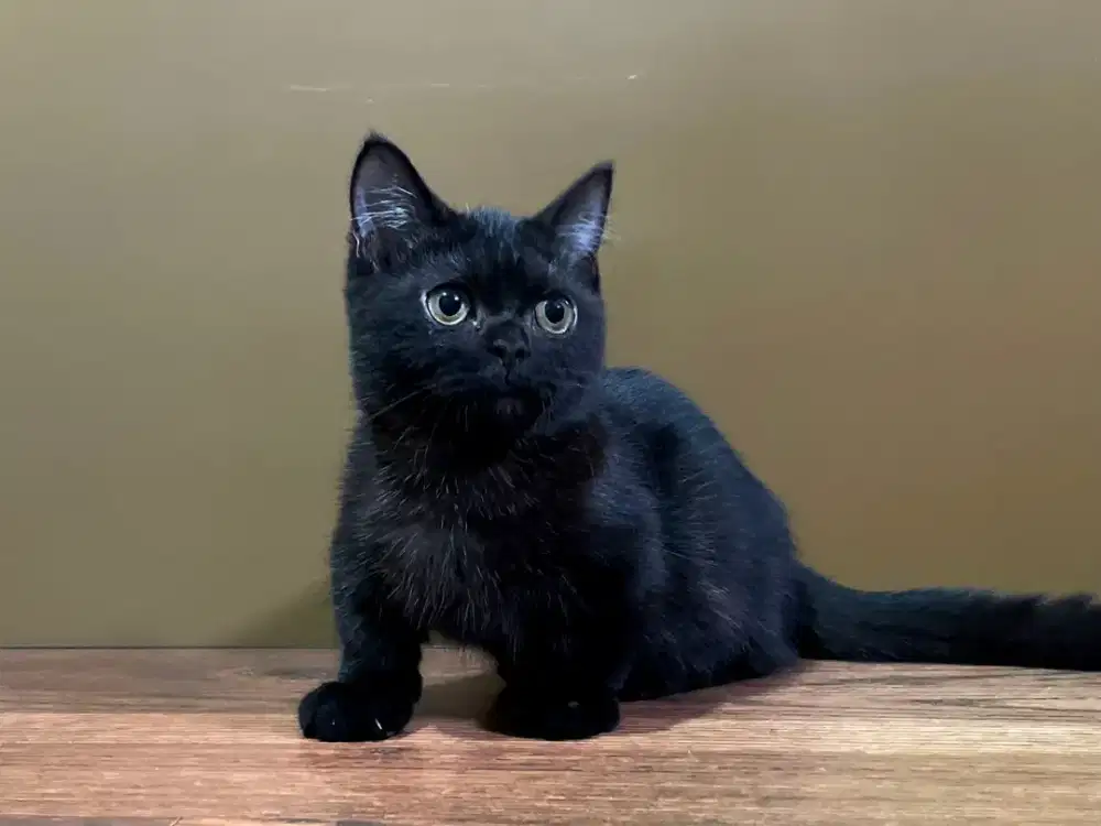 Kucing Munchkin BSH full black betina