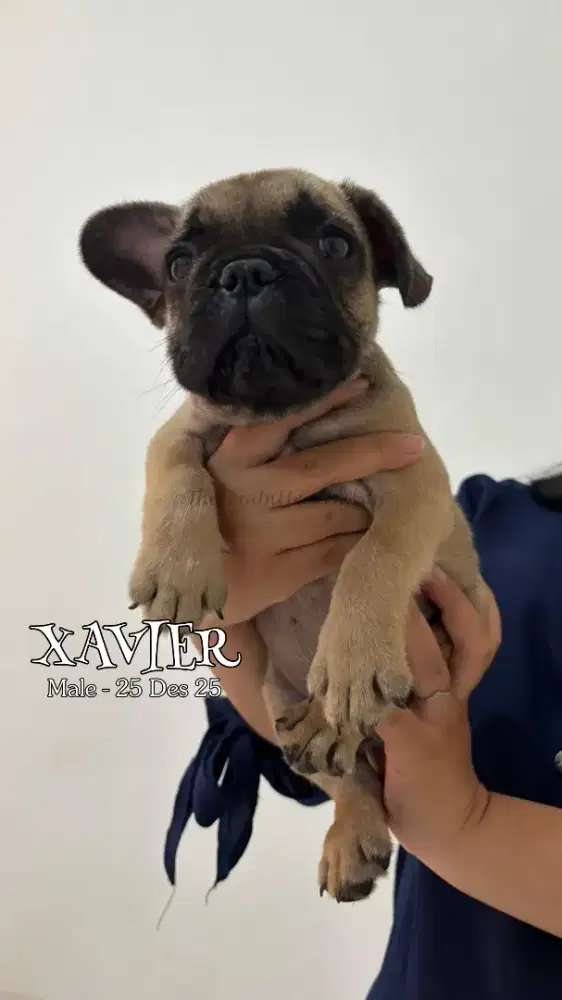 For sale puppy French Bulldog