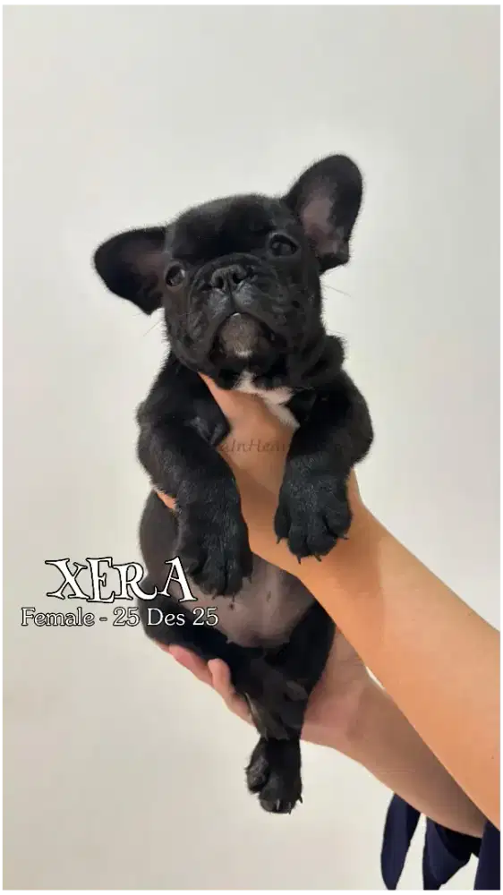 For sale puppy French Bulldog