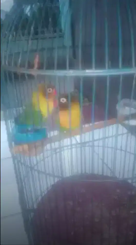 Jual Lovebird Sepasang