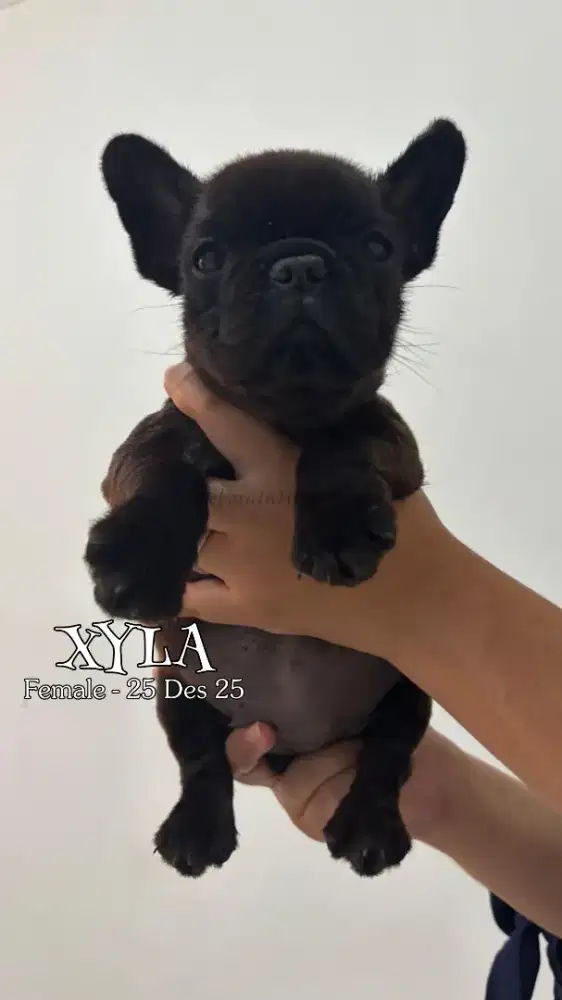For sale puppy French bulldog