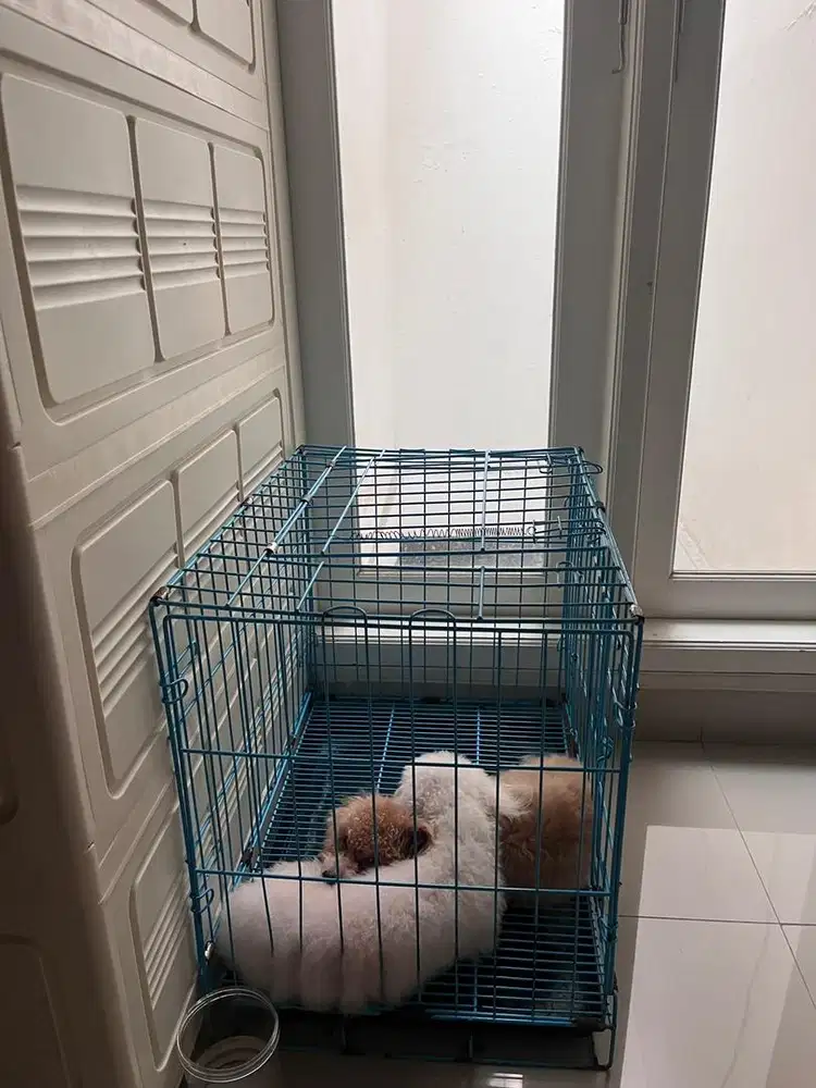 Open Adopt Anjing Poodle Sepasang