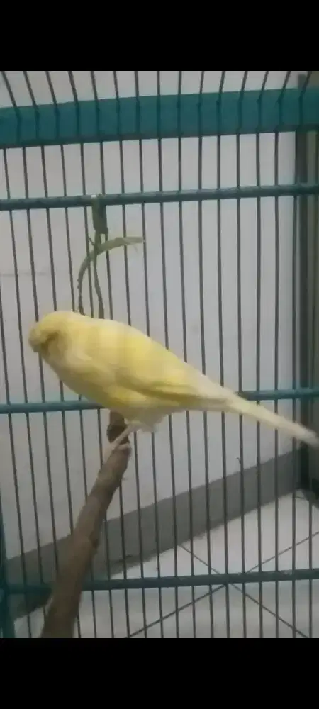 Jual kenari betina F1ys