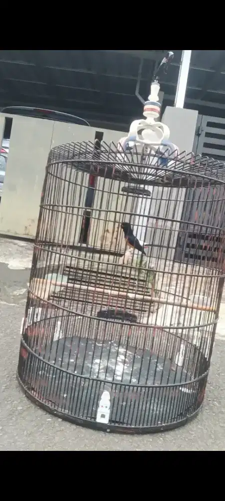 Muray Batu Bahorok ORI Medan