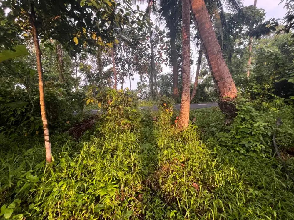 Di jual tanah 25.25are