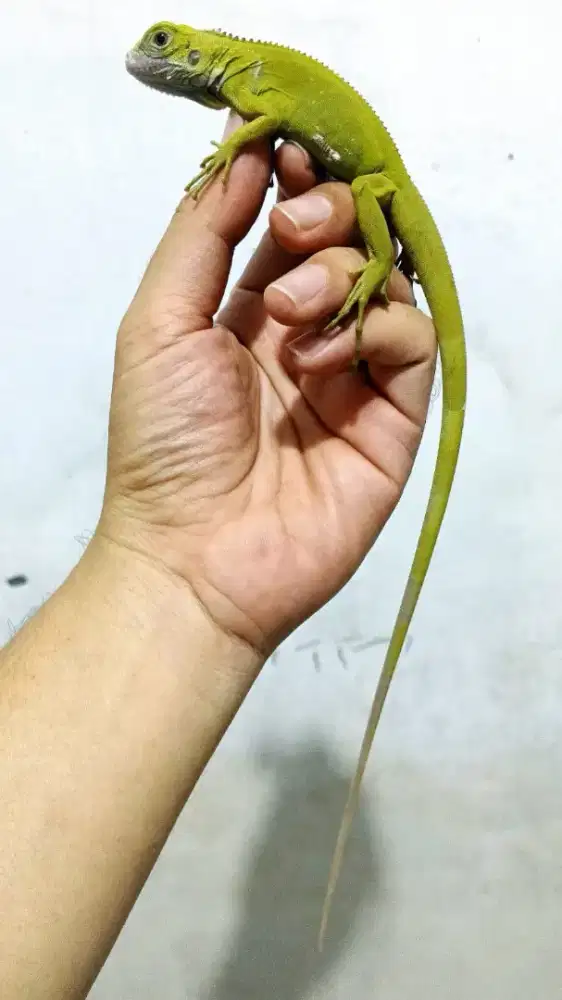 Iguana green hypo cakep