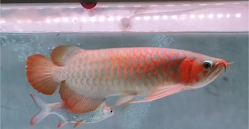 ikan arowana | arwana | super red menarik 50cm