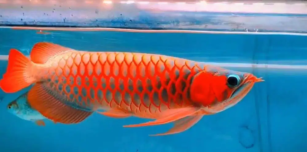 ikan arowana | arwana | super red merona 50cm