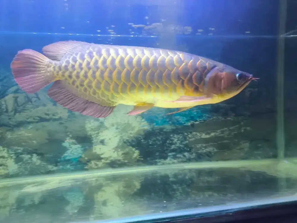 Arwana Super Red 60cm