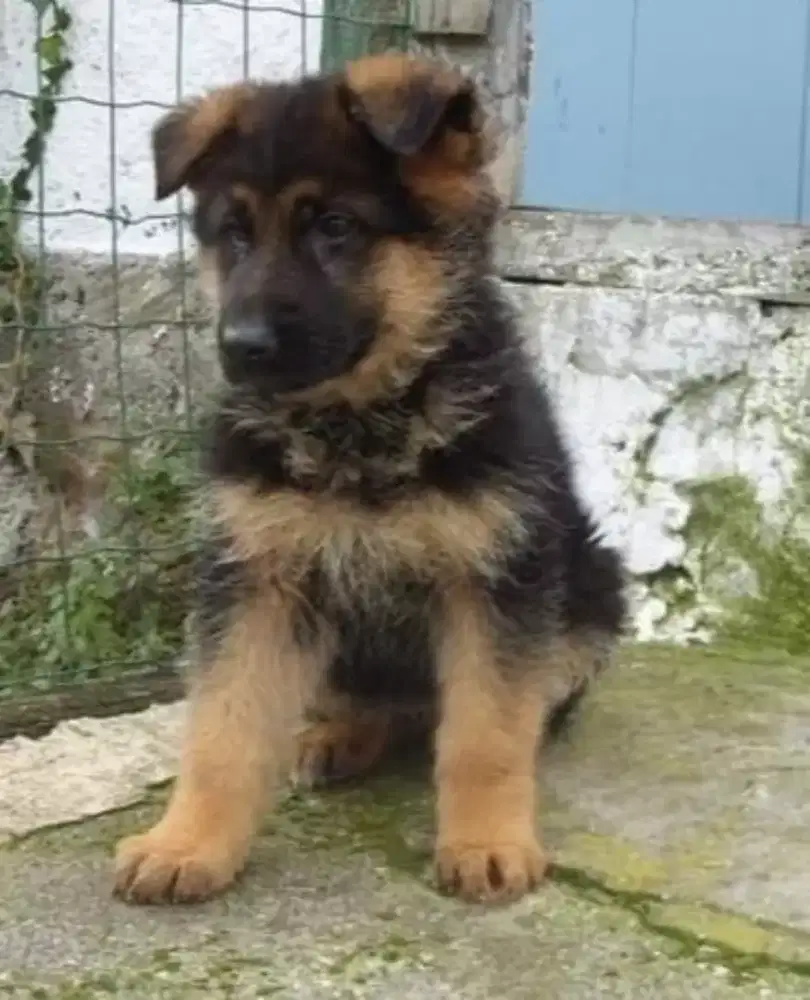 ANJING GSD/ HERDER BULU TEBAL DAN GAGAH