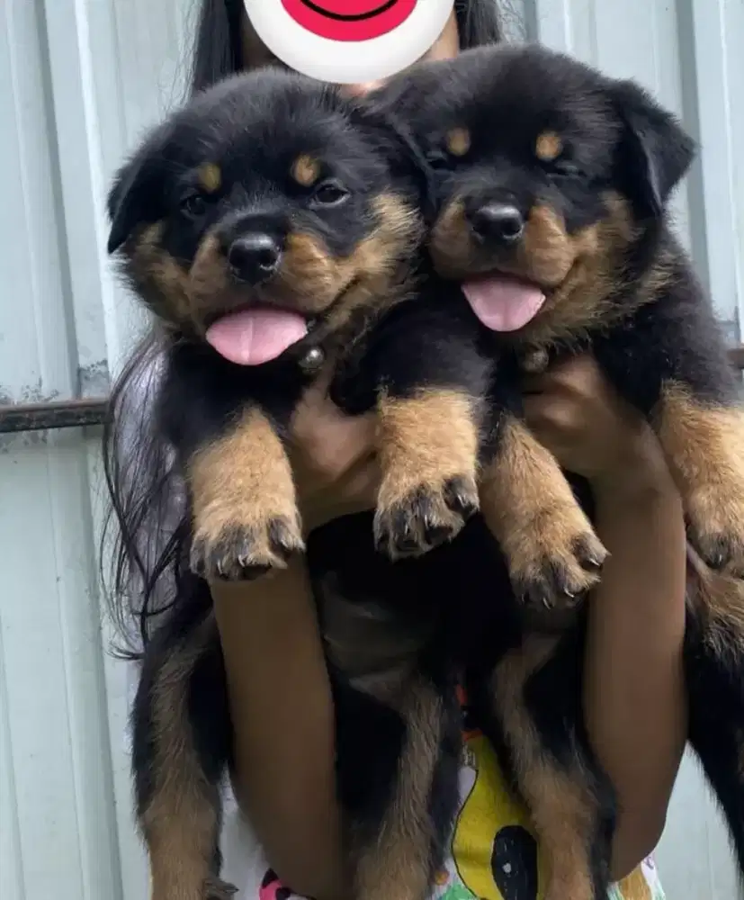 ANJING ROTTWEILER GAGAH TULANG BESAR