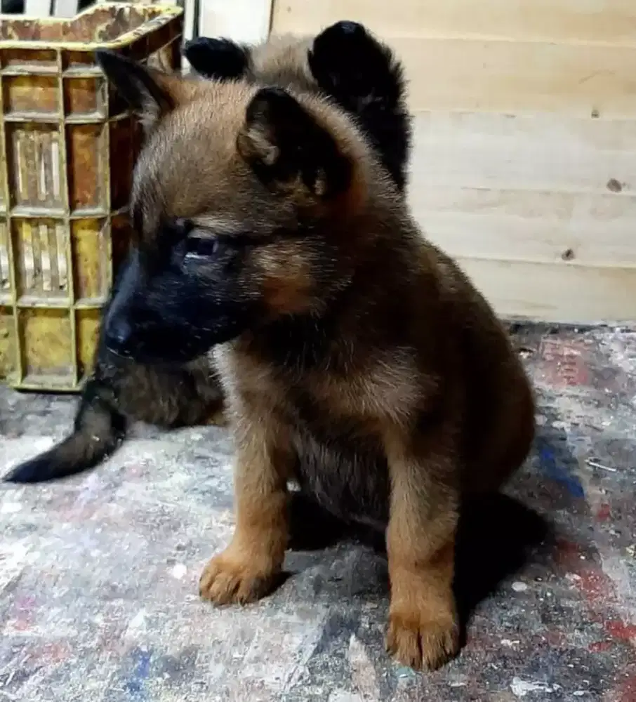 ANJING BELGIAN MALINOIS TULANG BESAR