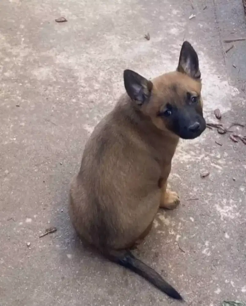 ANJING BELGIAN MALINOIS TULANG BESAR