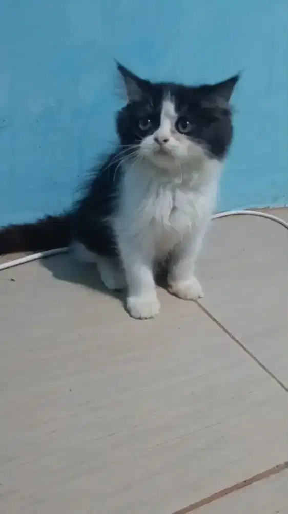 Kitten Persia jantan