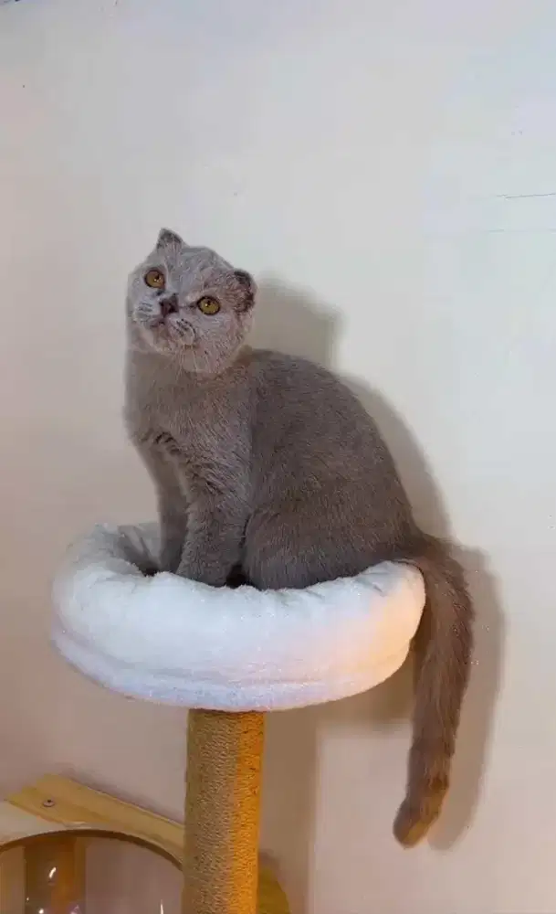 Ready Open Adob “GOOD QUALITY”