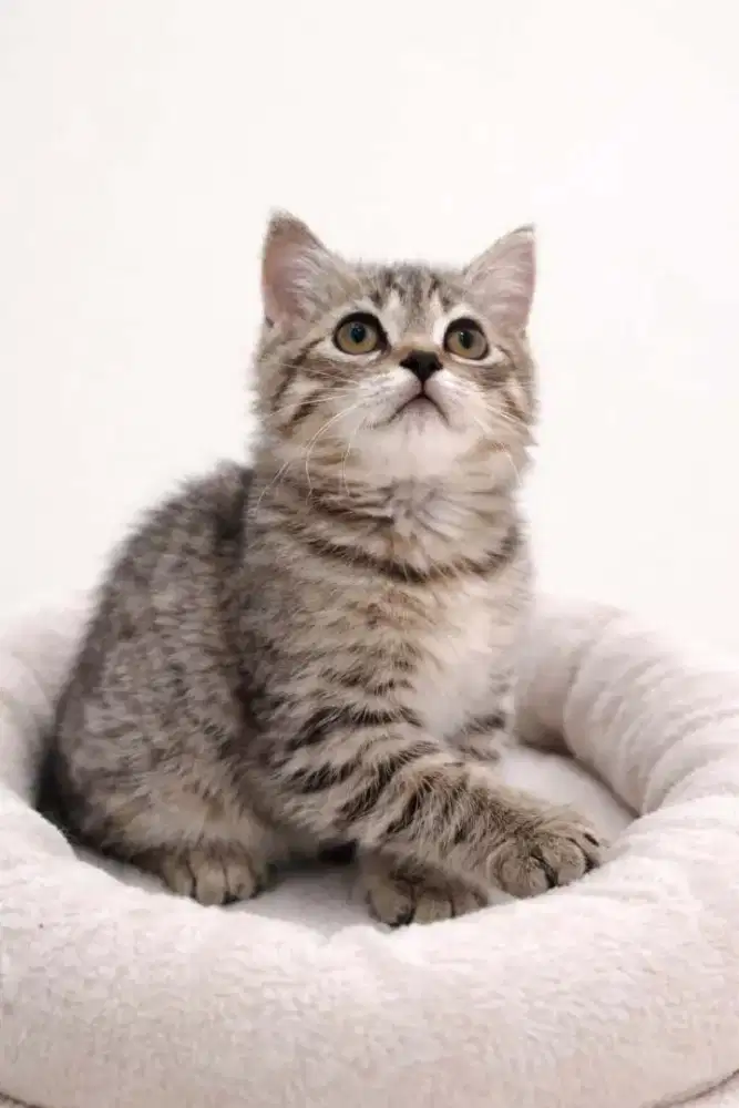 Ready Open Adob “GOOD QUALITY”