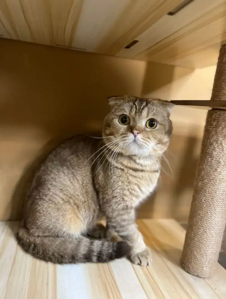 Ready Open Adob “GOOD QUALITY”