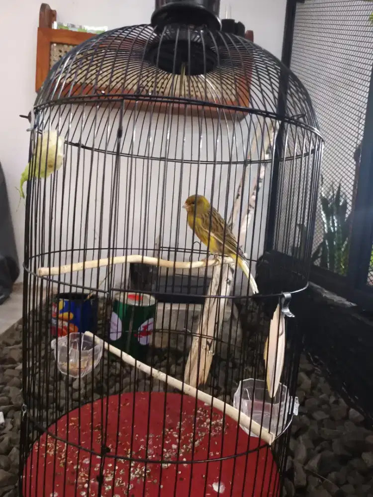 Afs jantan 10 bulan up