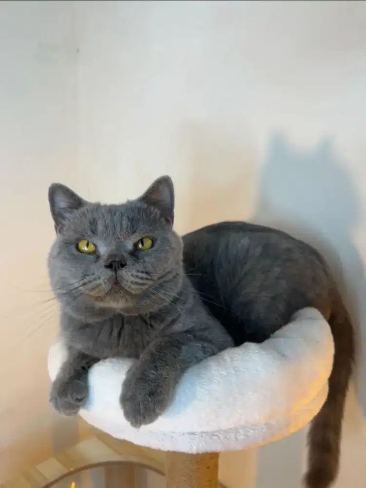 Ready Open Adob “GOOD QUALITY”