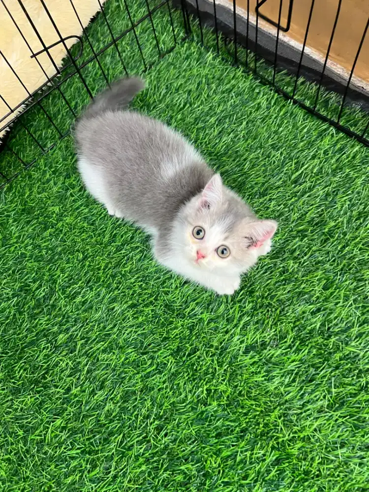 Ready Open Adob “GOOD QUALITY”